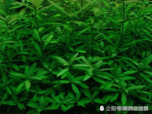 水草种子如何挑选？适合哪种水质养殖