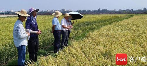 盐碱地中药材种植，四大妙招