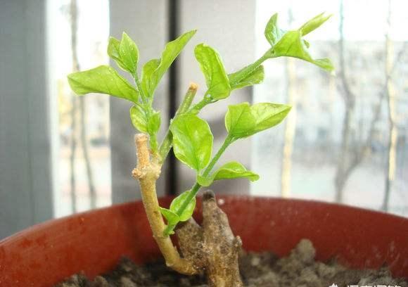 非洲茉莉夏天如何浇水？保持土壤微湿是关键吗
