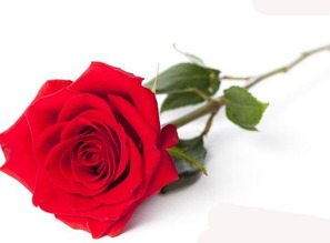 种植玫瑰花时需要注意的问题