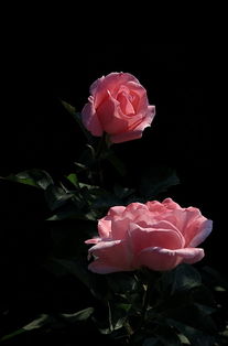 镜花月季的花期是多久？