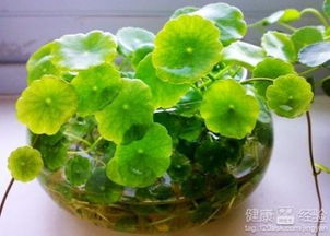 铜钱草如何种植并养护，有哪些具体的技巧和方法