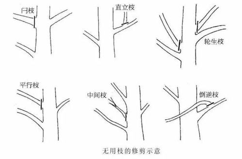 想种常绿藤本植物？这些养护技巧你掌握了吗