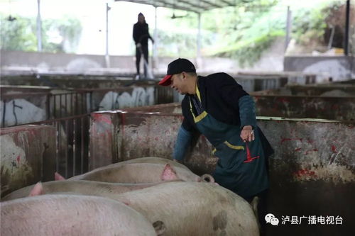 防控猪群腹泻，立即实施综合防疫措施