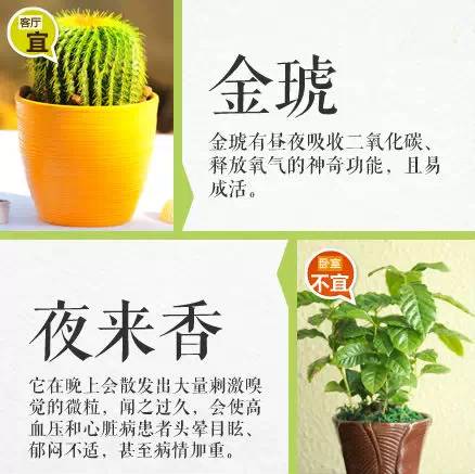 叶面肥：植物的营养快餐