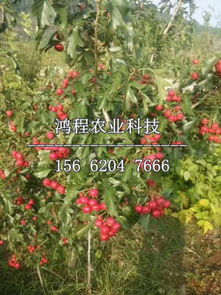 山楂树苗基地， 品种丰富