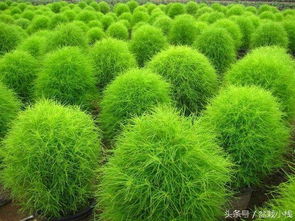 优质种子要均匀、 一致、气味清新