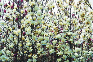 玉兰花开， 直播带货新篇章