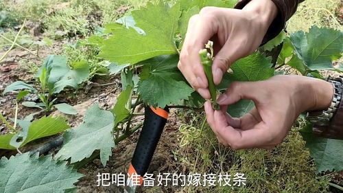 生活小妙招， 玫瑰花嫁接技巧