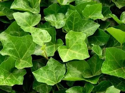 浇水不当：常春藤的“致命伤”