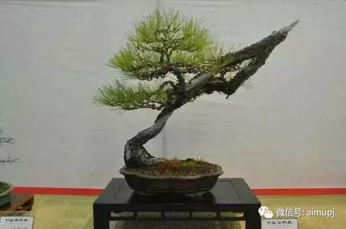 土壤的选择和准备