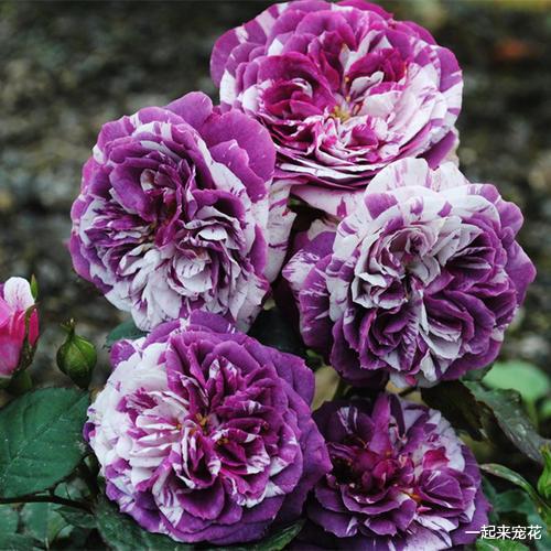 薰衣草蕾丝月季：英国风韵， 香气四溢