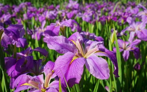 家里养鸢尾花，小心这些潜在凶险呃！