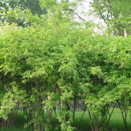 为什么这么难养？