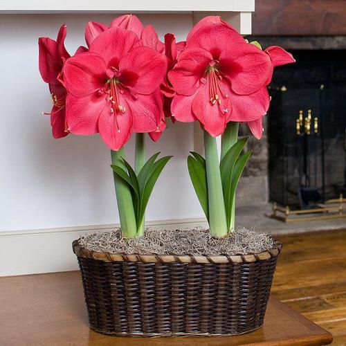 花卉育苗选土小技巧，让你种花轻松上手！