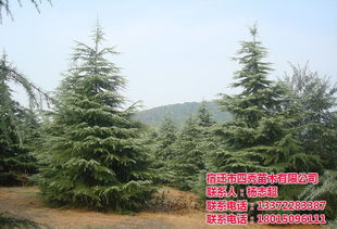 雪松苗移栽技术， 我的小秘密分享