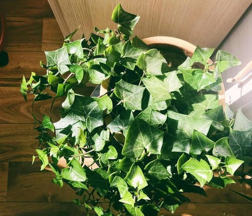 上午种花，太阳公公帮忙忙