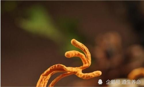 虫草花有什么用？它竟然能抗癌抗衰老