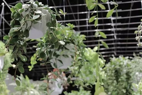 绿意生活美学中的花友交流群命名之道