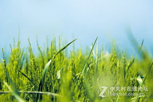 格桑花与波斯菊的童话秘境