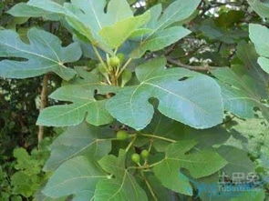 无花果叶子形状多样，呈掌状分裂