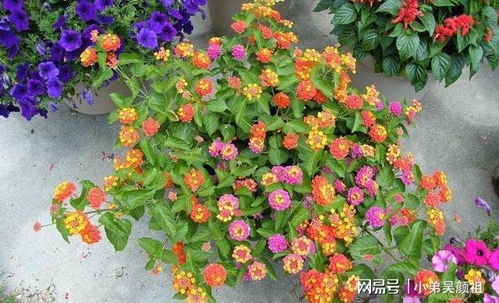 马樱丹， 四季开花，五彩斑斓