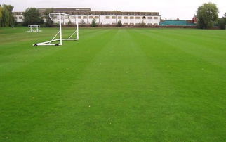 剪股颖：耐修剪， 美观大方