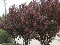 紫叶李：满树白花，紫色相伴