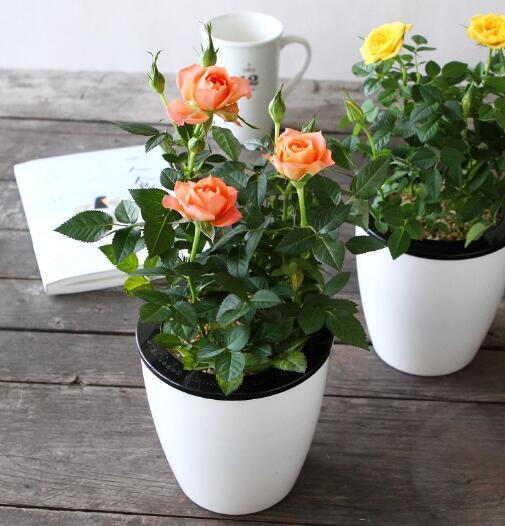 月季花开的秘密：光照、 水分、土壤与修剪的魔法