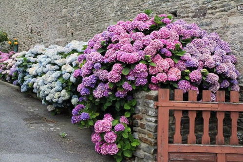 多菌灵，绣球花的保护神？