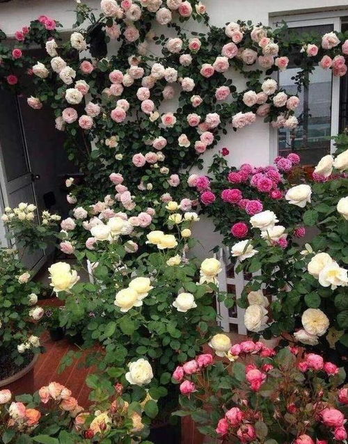 遮荫降温， 防止黑腐烂根