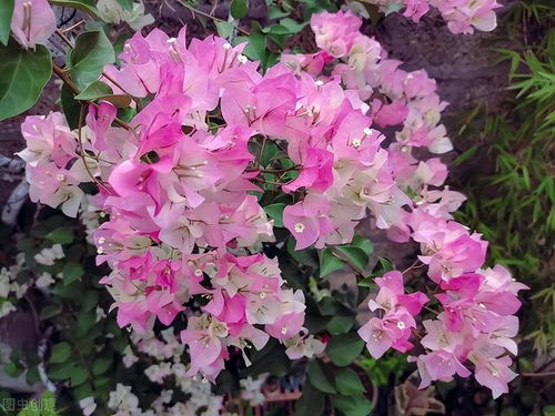 重瓣三角梅，花色艳丽