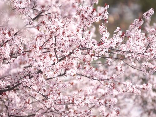 紫叶李开花时间一般在什么季节，具体是哪个月份呢
