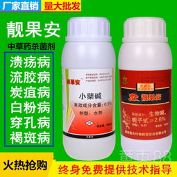 苹果烂果病， 得赶紧治