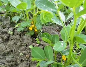 为什么雨天用苯甲乙丙环唑会有风险？