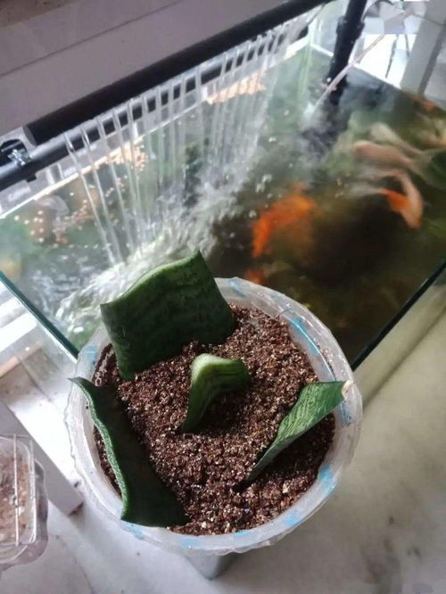 康乃馨扦插后如何保持土壤湿润