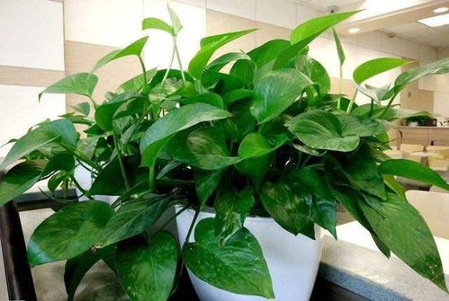 第四步：阳光， 绿萝宝宝也需要晒太阳