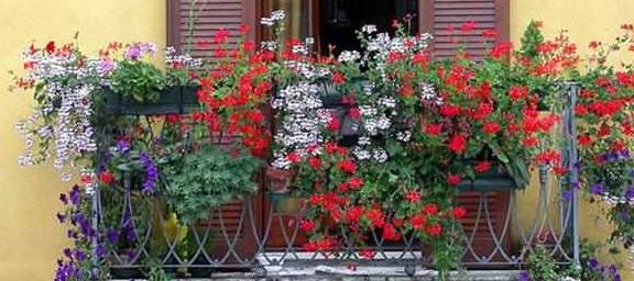 转盆：花卉生长的“舞蹈”