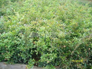 繁殖培育， 盐肤木的生存之道