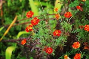 紫色粉末的线索