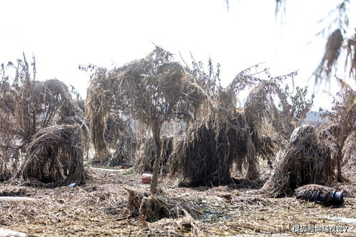 柳树：柔软树干减缓洪水冲击