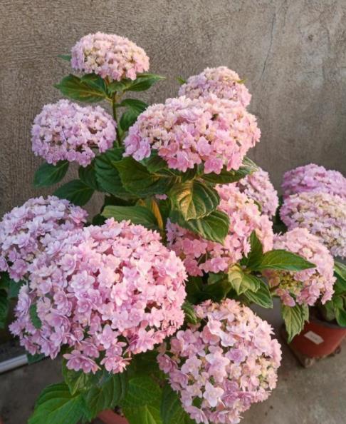 绣球花在9月份修剪会影响来年开花吗
