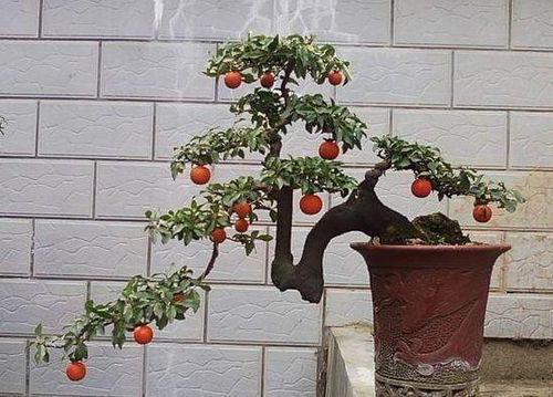 修剪，那是必须的