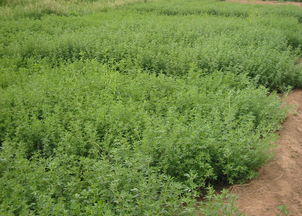 草坪种植， 地点也讲究