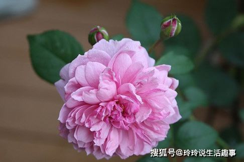 修女伊丽莎白月季：花瓣与香气的独特魅力