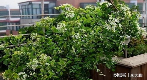 九里香一年能开几次花，有什么养殖技巧能促进其多开花