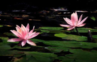 睡莲：水中的舞者