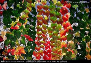 爬山虎叶子的色彩之谜