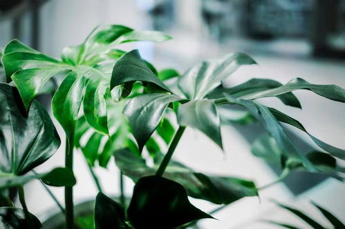 绿萝：室内空气净化小嫩手