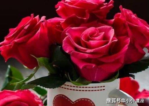 玫瑰家庭（纯净）是指家庭成员间关系和谐